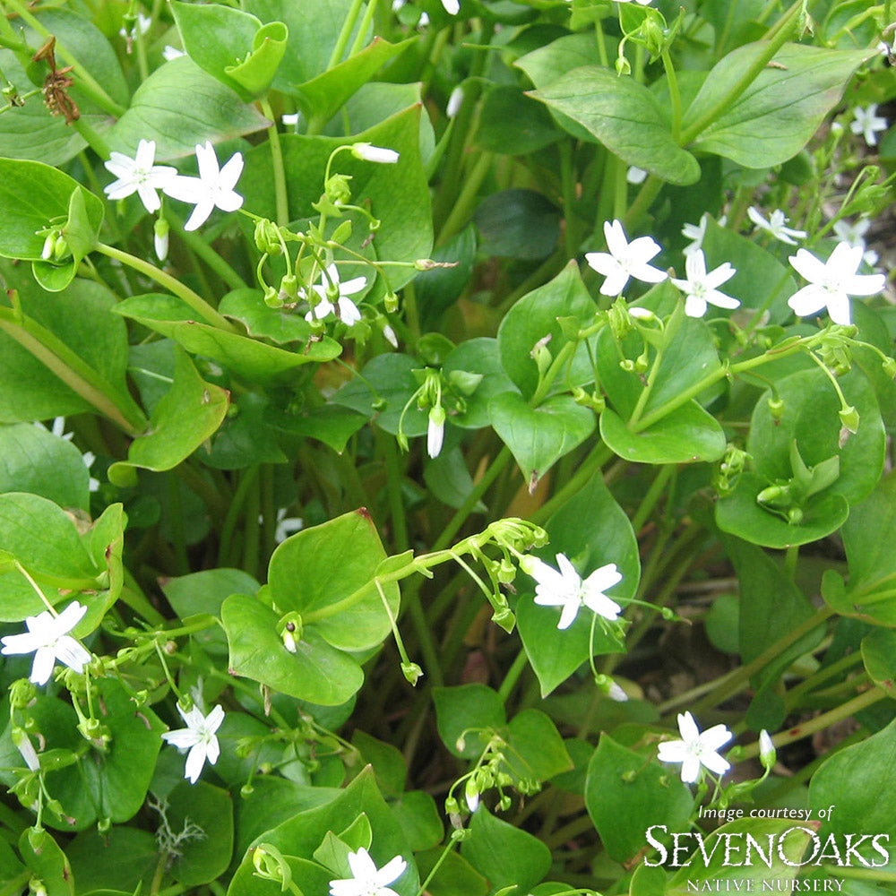 Claytonia siberica 4in Siberian Spring Beauty