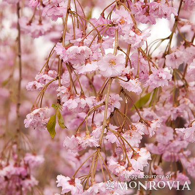 Prunus p. Pleno-Rosea 5gal Double Weeping Rosebud Cherry