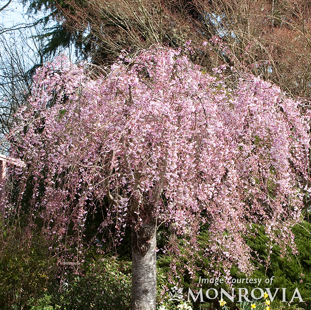 Prunus p. Pleno-Rosea 5gal Double Weeping Rosebud Cherry