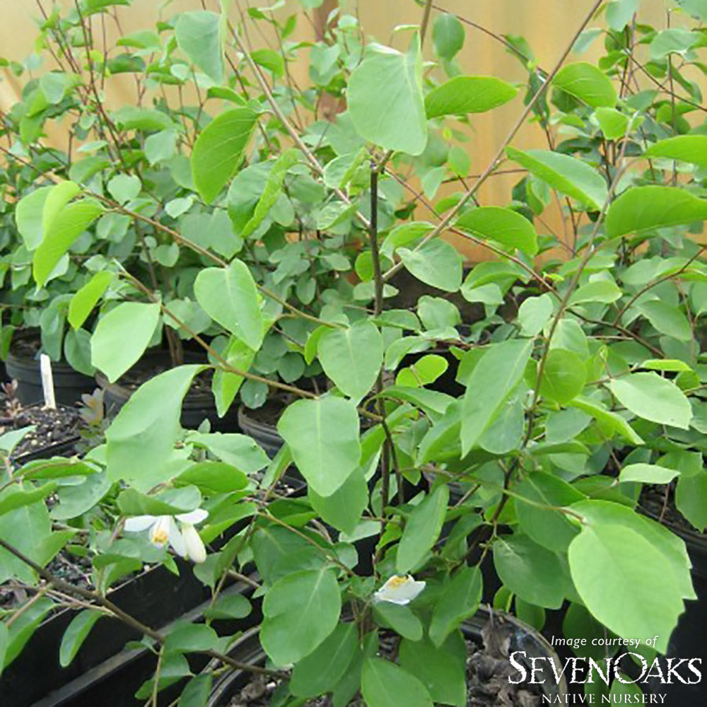 Styrax redivvus 1gal Snowdrop Bush