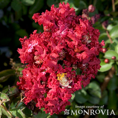 Lagerstroemia Petite Red Imp 5gal Dwarf Crape Myrtle Shrub Form