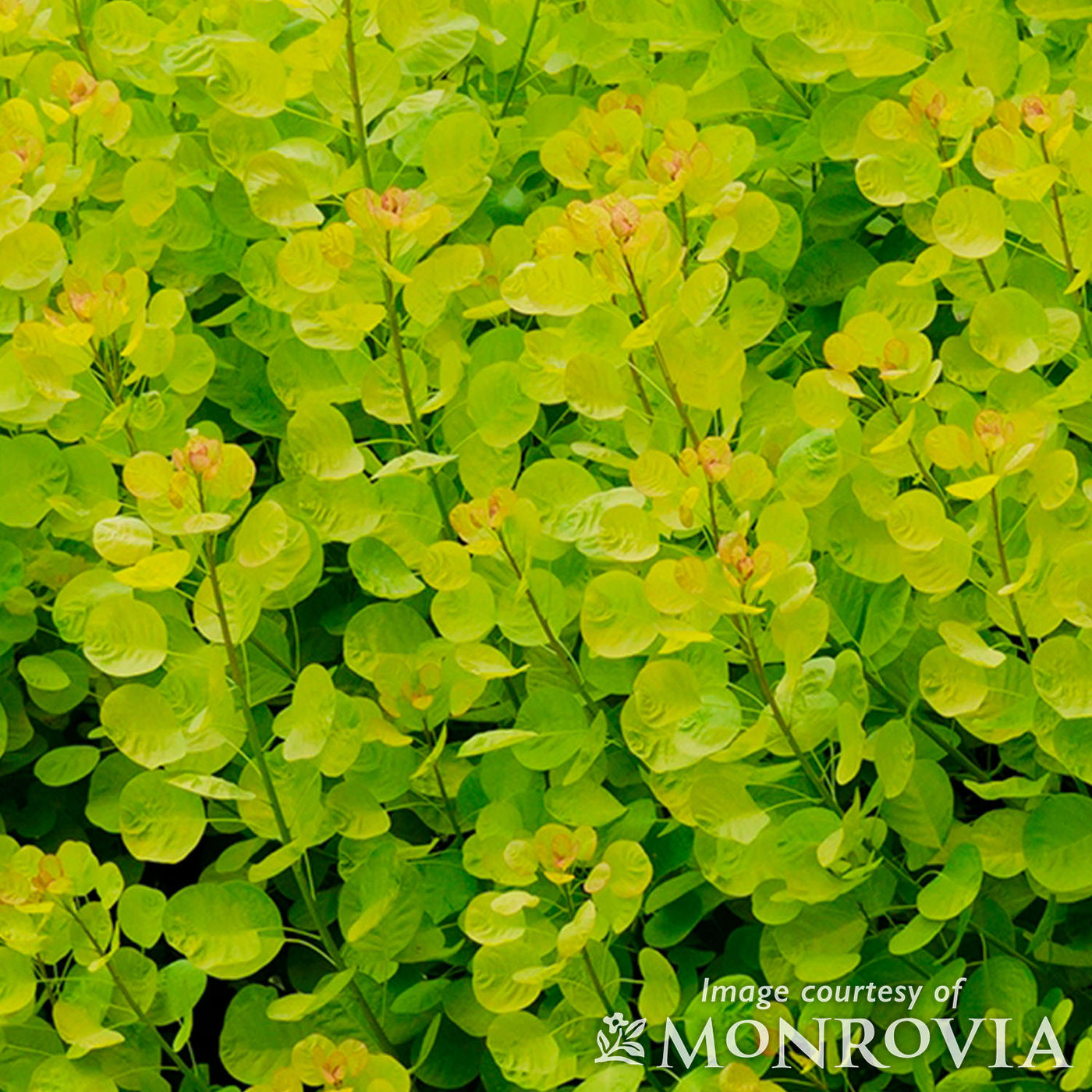 Cotinus c. Golden Spirit 5gal  STD