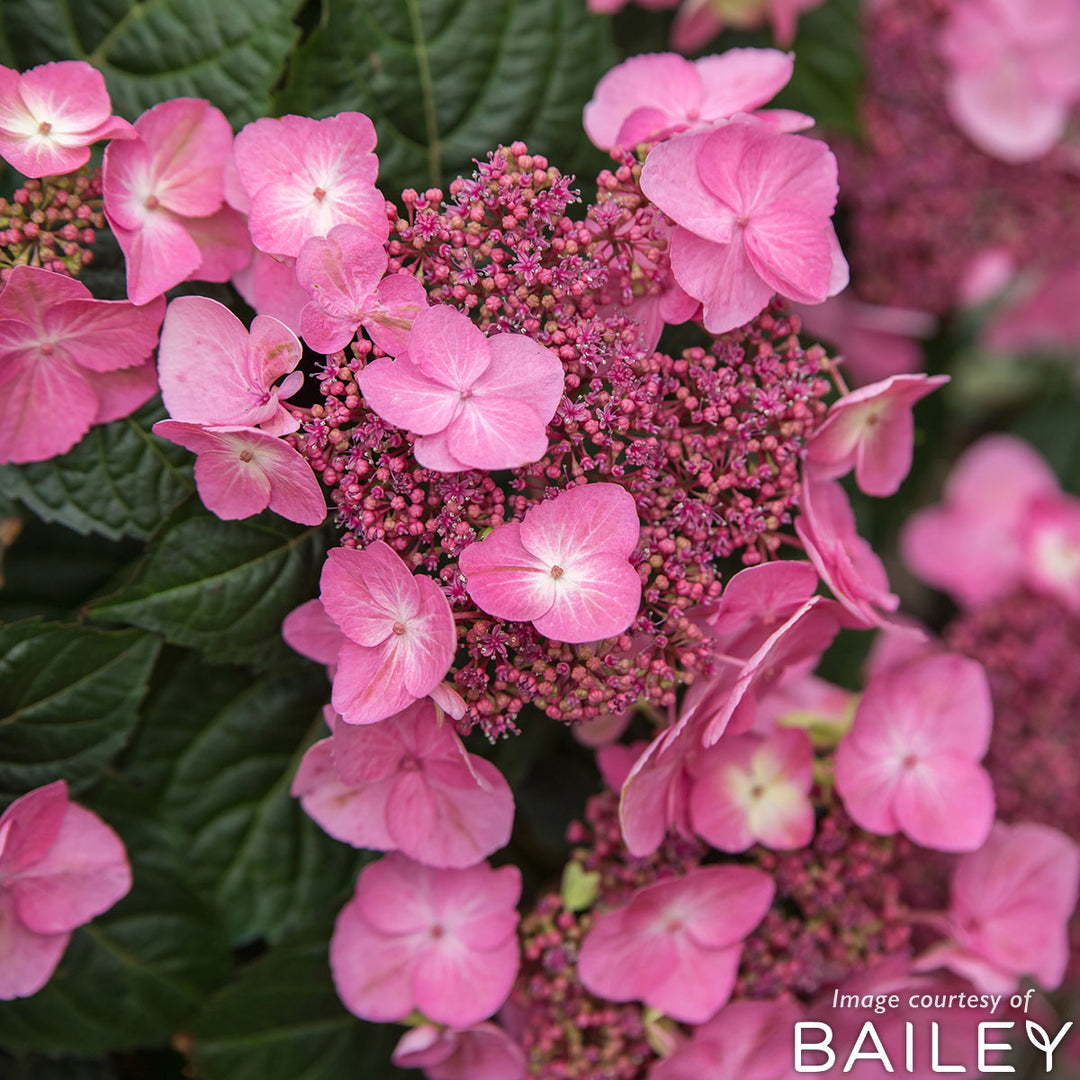 Hydrangea m. Endless Summer Pop Star 2gal – Cornell Farm