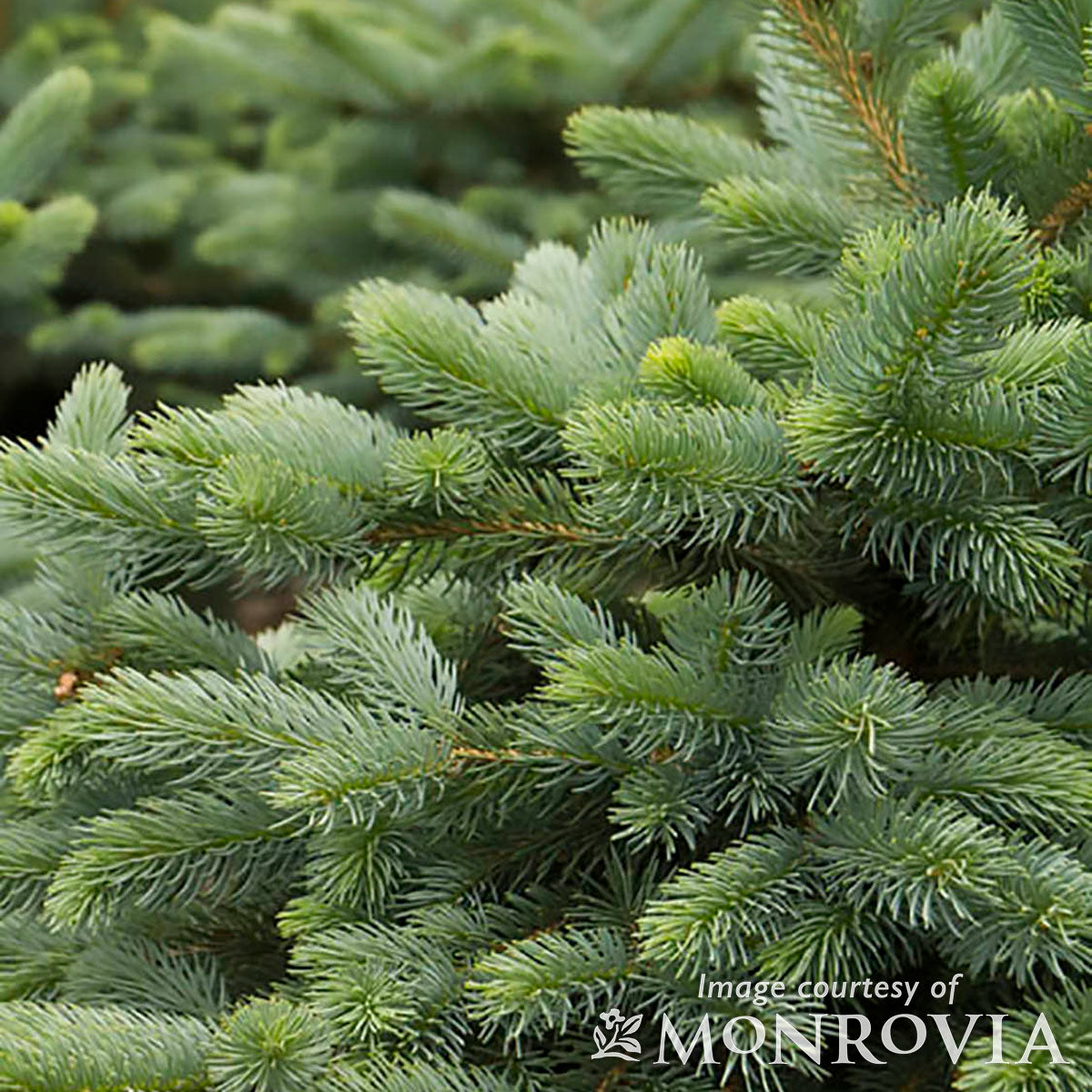 Picea pungens Baby Blue Eyes 1gal