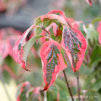 Cornus x rutgersensis Celestial Shadow 15gal Dogwood tree 1.25in