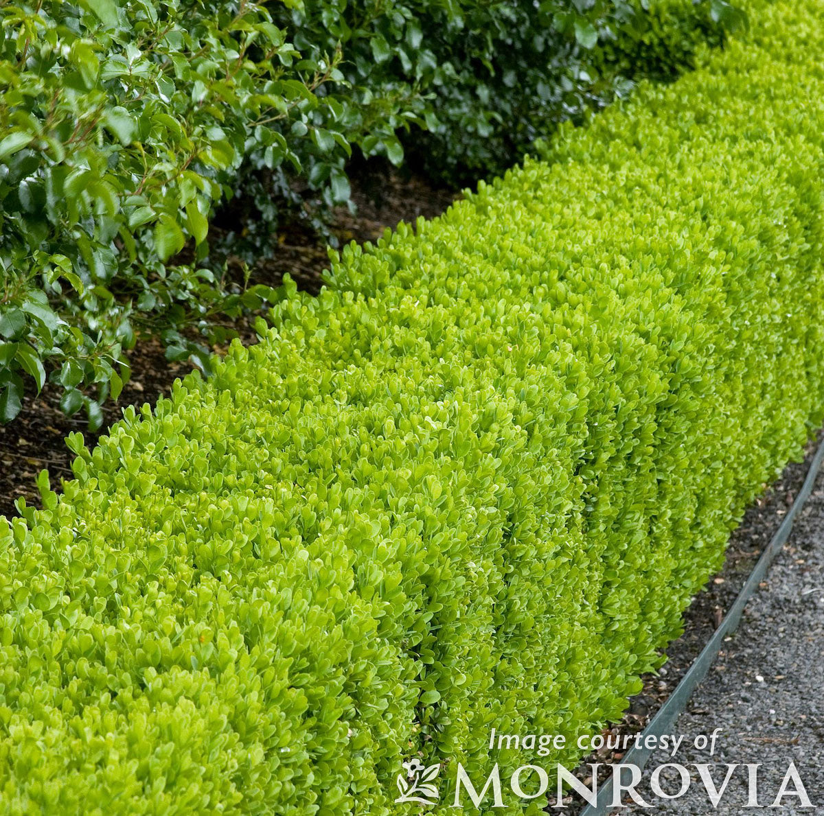 Buxus s. Suffruticosa 10gal Dwarf English Boxwood