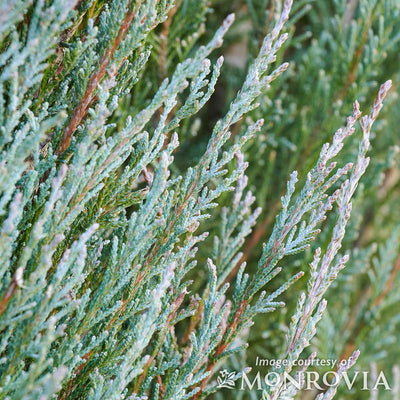 Juniperus s. Blue Arrow 5gal Rocky Mountain Juniper