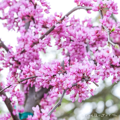 Cercis c. Lavender Twist 5gal Redbud