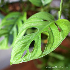 Monstera adansonii 2gal Swiss Cheese Vine