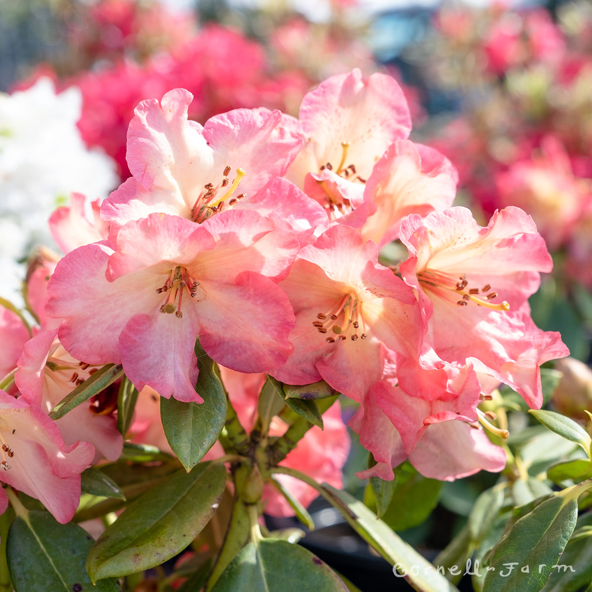 Rhododendron Teacher's Pet 1gal