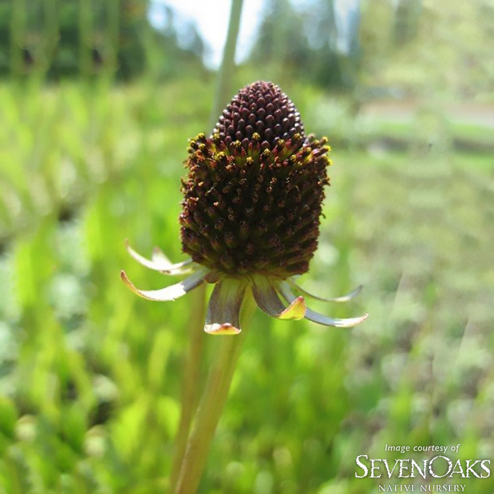 Rudbeckia hirta 1gal Black Eyed Susan