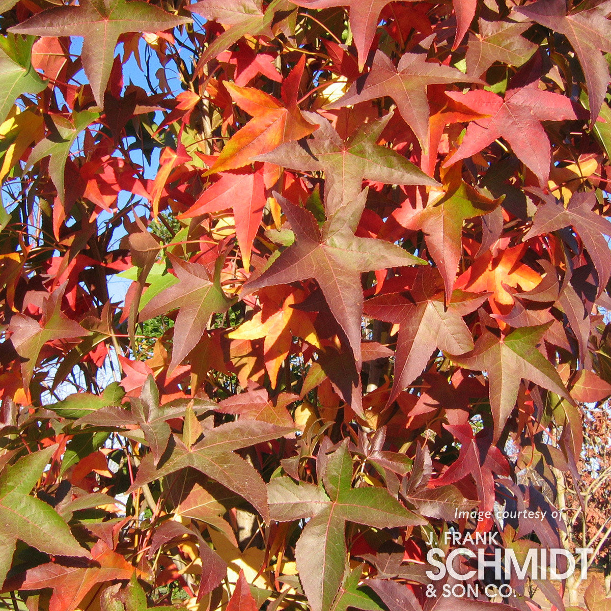 Liquidambar s. Slender Silhouette 10gal Sweetgum Tree