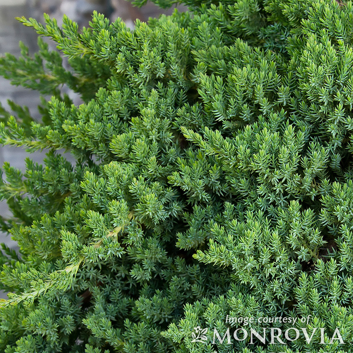 Juniperus procumbens Nana 2gal Dwarf Juniper