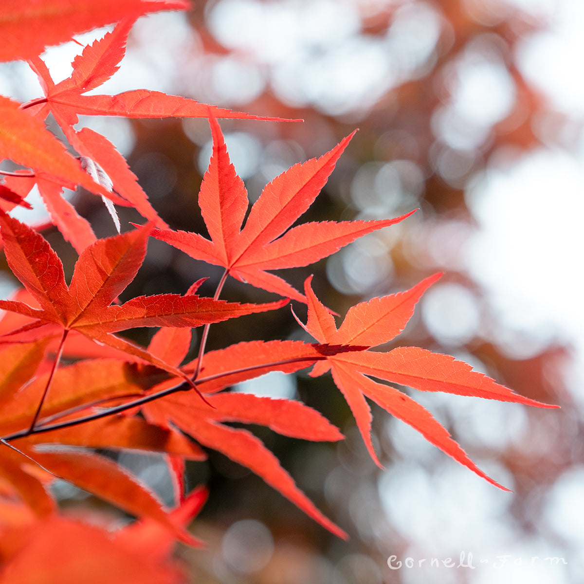 Acer p. Red Emperor One 10gal Japanese Maple