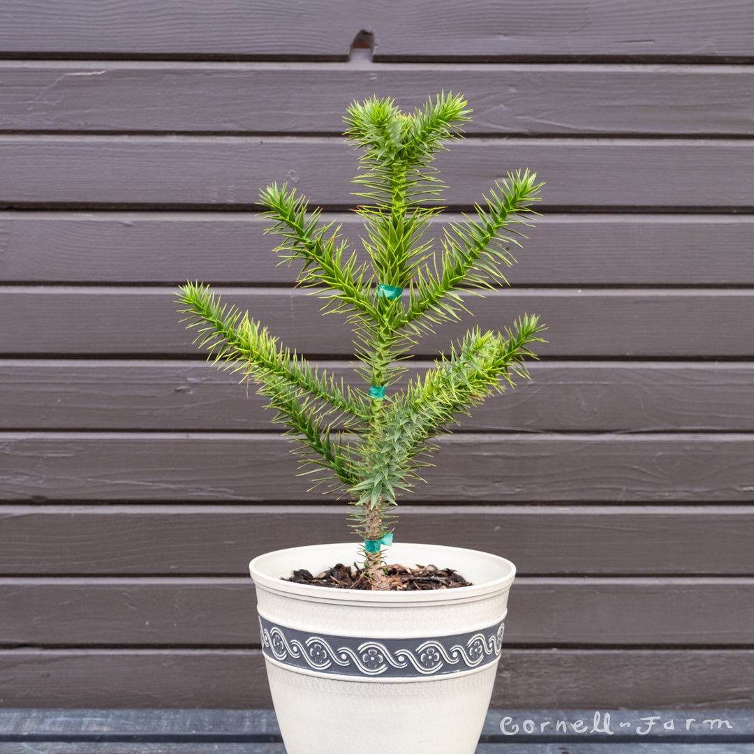 money puzzle tree Araucaria a. 8in Monkey Puzzle Tree – Cornell Farm