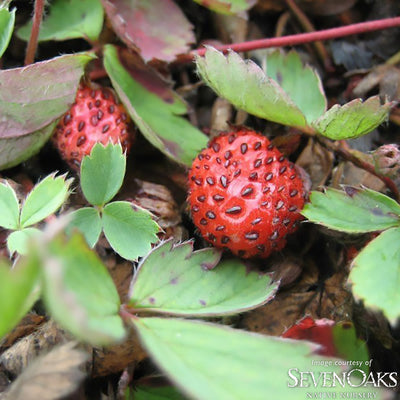 Fragaria virginiana 4in Wild Strawberry