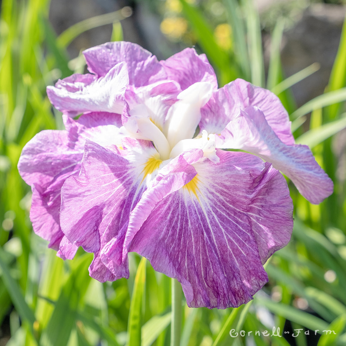 Iris ensata Dinnerplate Jell-O 1gal CF
