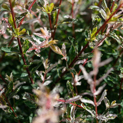 Salix i. Flamingo 5gal Dappled Willow