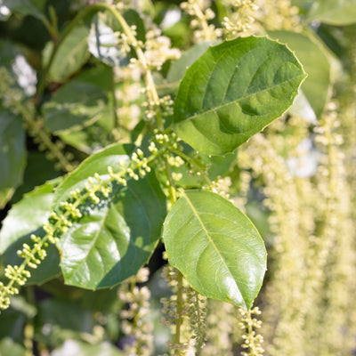Itea ilicifolia 2gal Holly Leaf Sweetspire