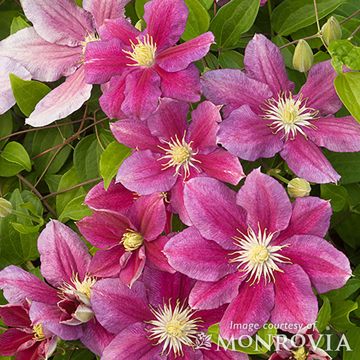 Clematis Hania 2gal