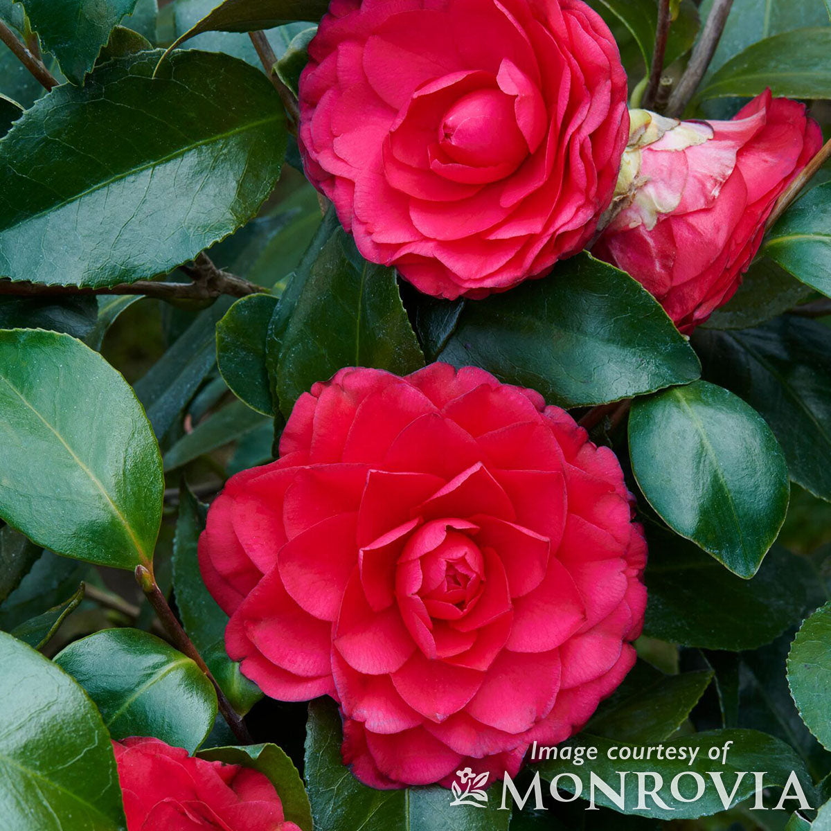 Camellia j. Colonel Firey 5gal