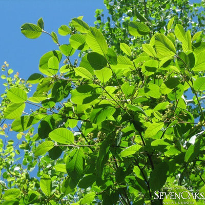 Rhamnus purshiana 1gal Native Buckthorn Cascara