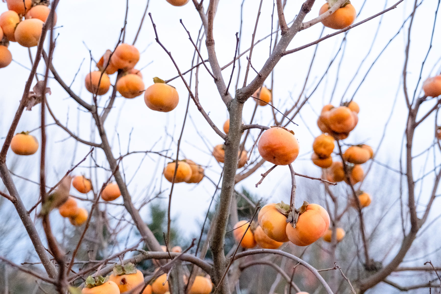 Cornell Farm Nursery & Cafe