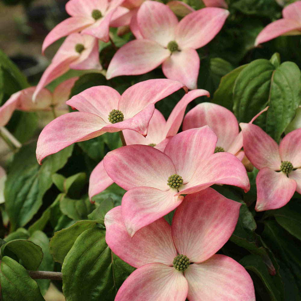 Cornus k. Heart Throb 5gal Dogwood tree Pink