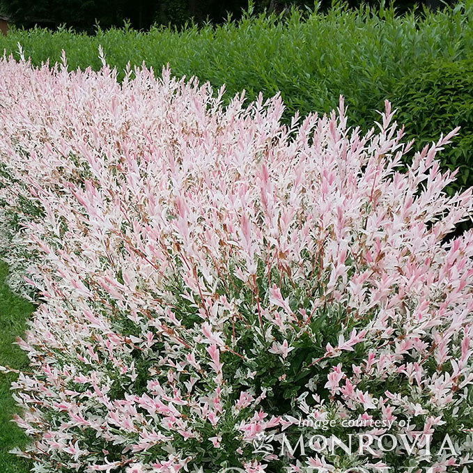 Salix i. Flamingo 5gal Dappled Willow