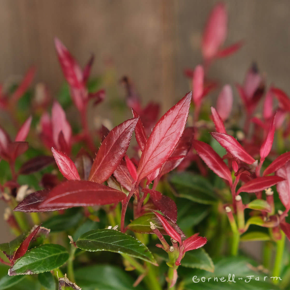 Leucothoe Little Flames 1gal