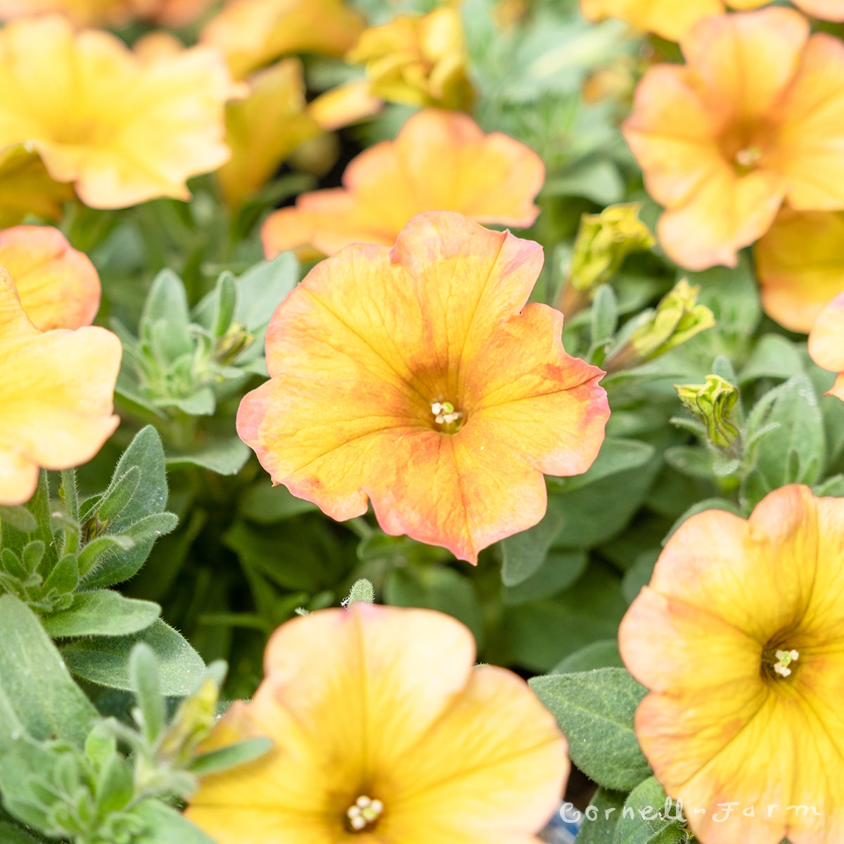 Petunia SuperCal Orange Sunset 4.25in Premium CF – Cornell Farm