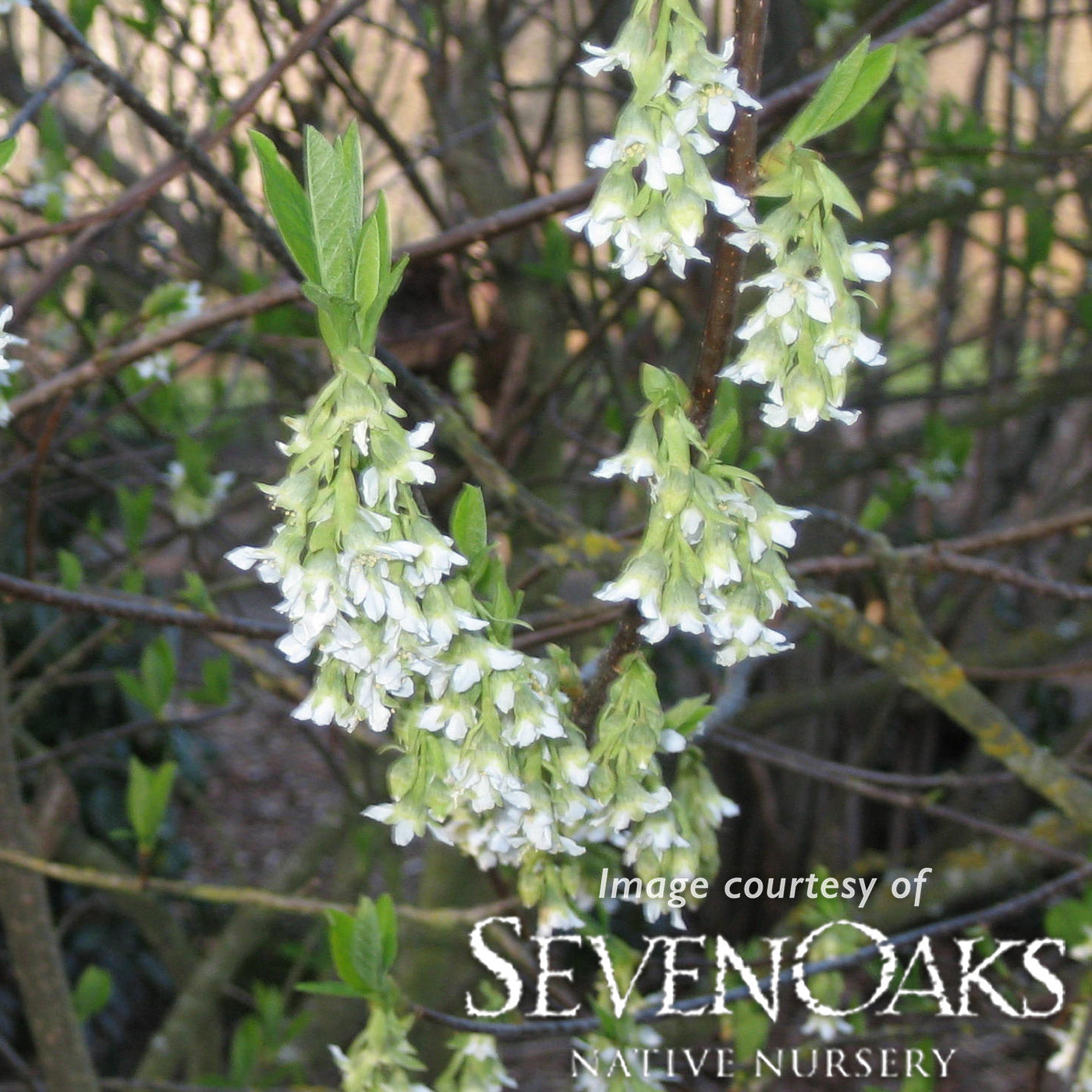 Oemleria cerasiformis 3gal. Oso berry/ Indian plum