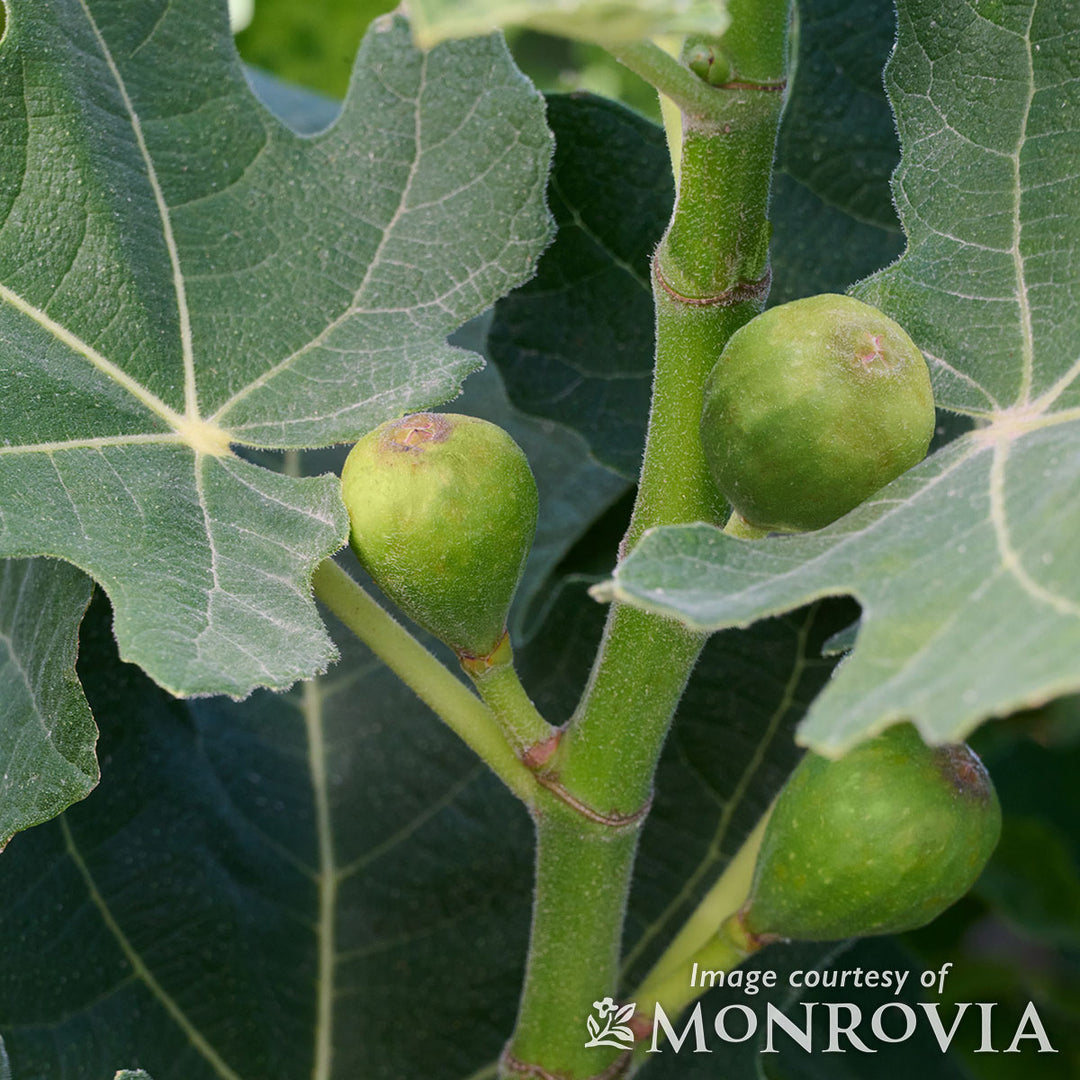 Fig Fignomenal 2gal Ficus – Cornell Farm