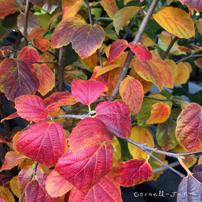 Fothergilla major Mt Airy 3gal