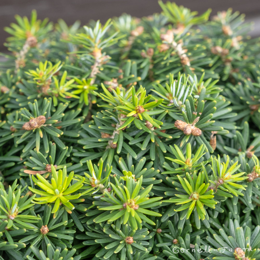 Abies koreana Cis 3gal – Cornell Farm