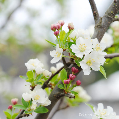 Malus Purple Prince 15gal Crabapple