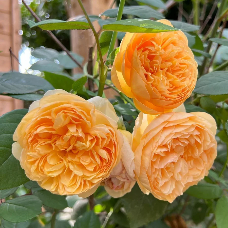 David Austin Roses Bring Me Sunshine English Shrub Rose - Thumbnail 5