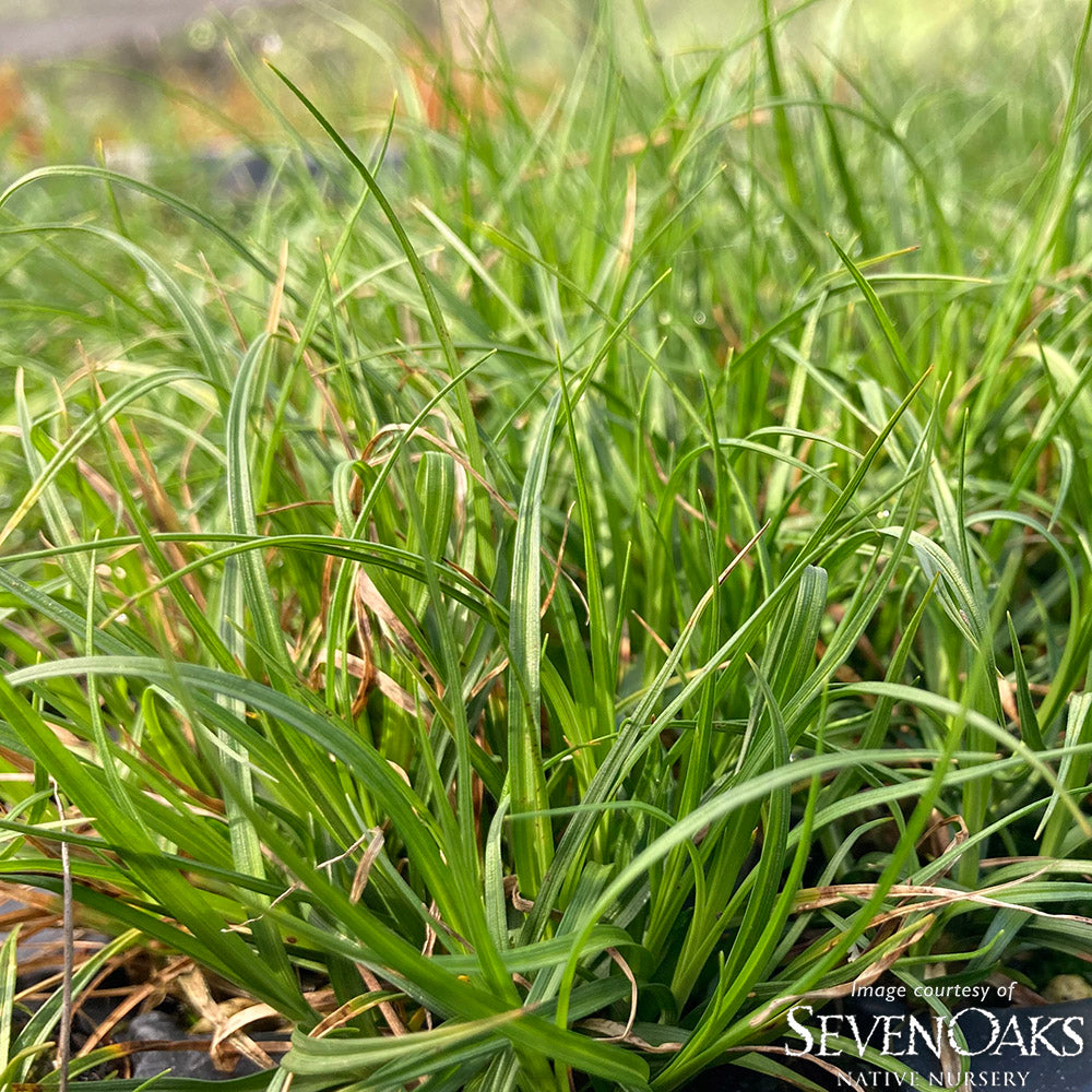 Carex tumulicola 1gal Foothill Sedge