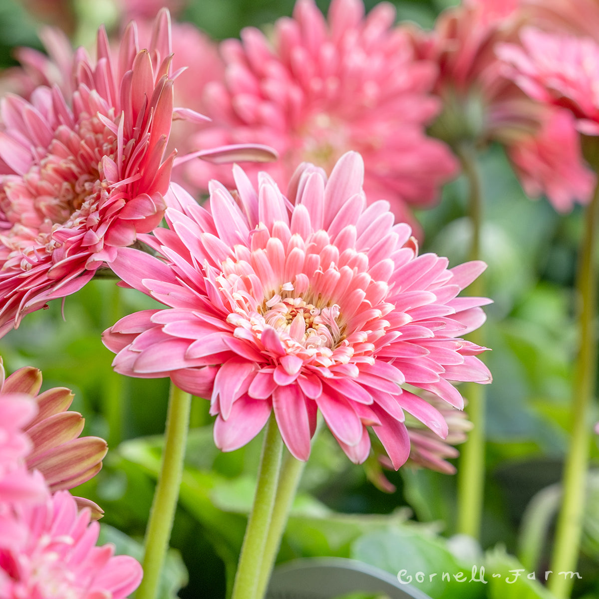 Gerbera Garvinea Majestic Light Pink Qrt