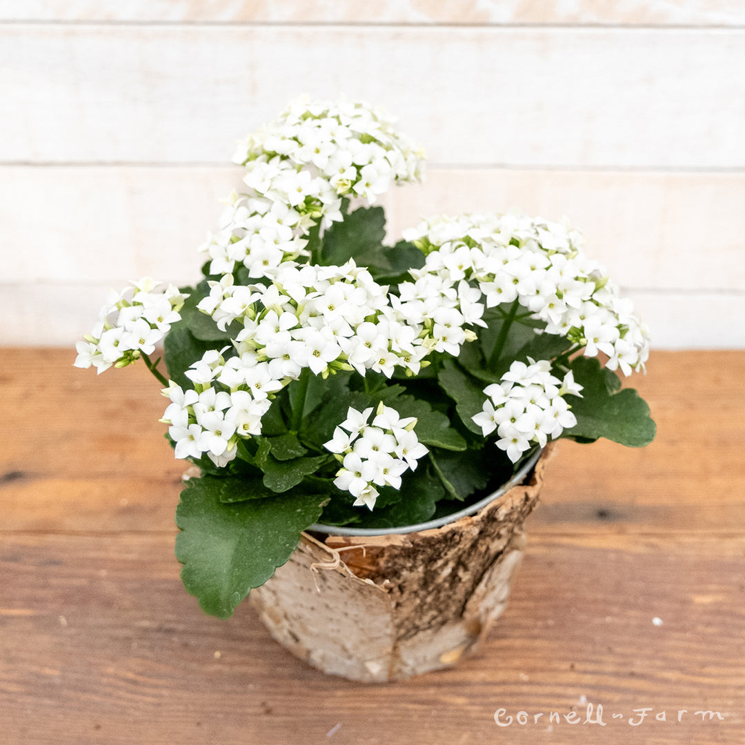 white flower house plant Kalanchoe blossfeldiana 6in White Florist Kalanchoe
