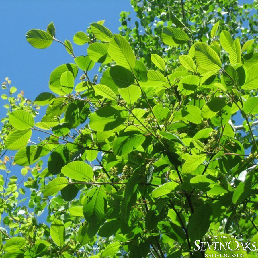 Rhamnus purshiana 5gal Native Buckthorn Cascara – Cornell Farm