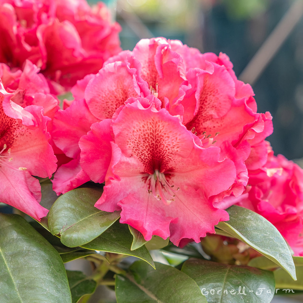 Rhododendron Peetskee 3gal dark red – Cornell Farm