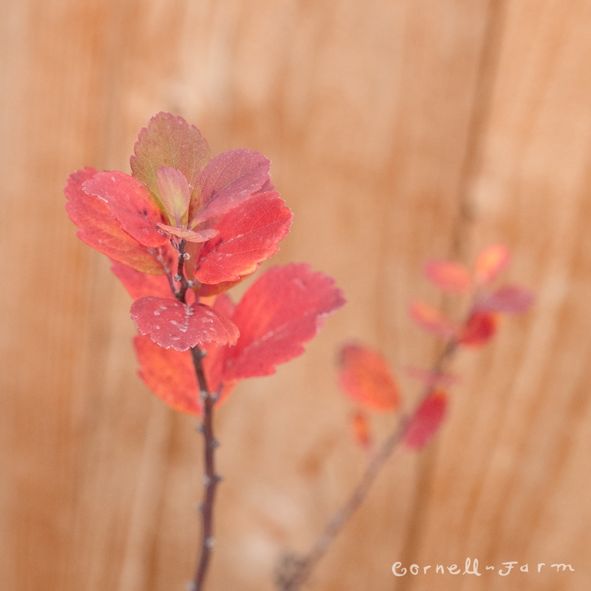 Spiraea betulifolia 1gal Birchleaf Spirea