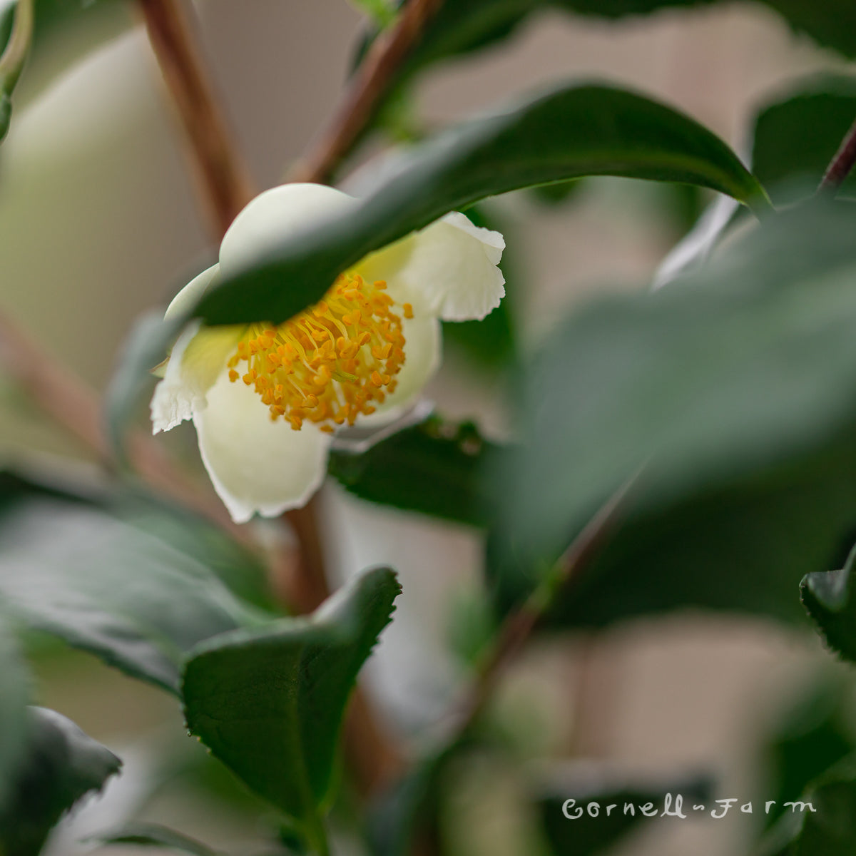 Camellia sinensis Yellow 10gal Tea Plant