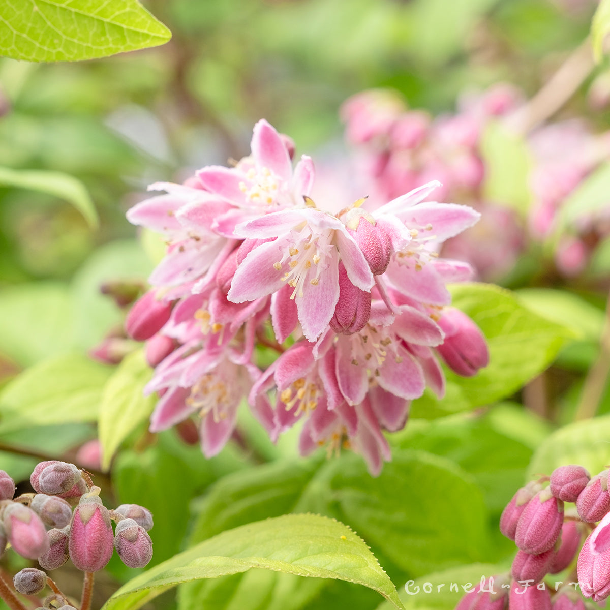 Deutzia Magicien 5gal