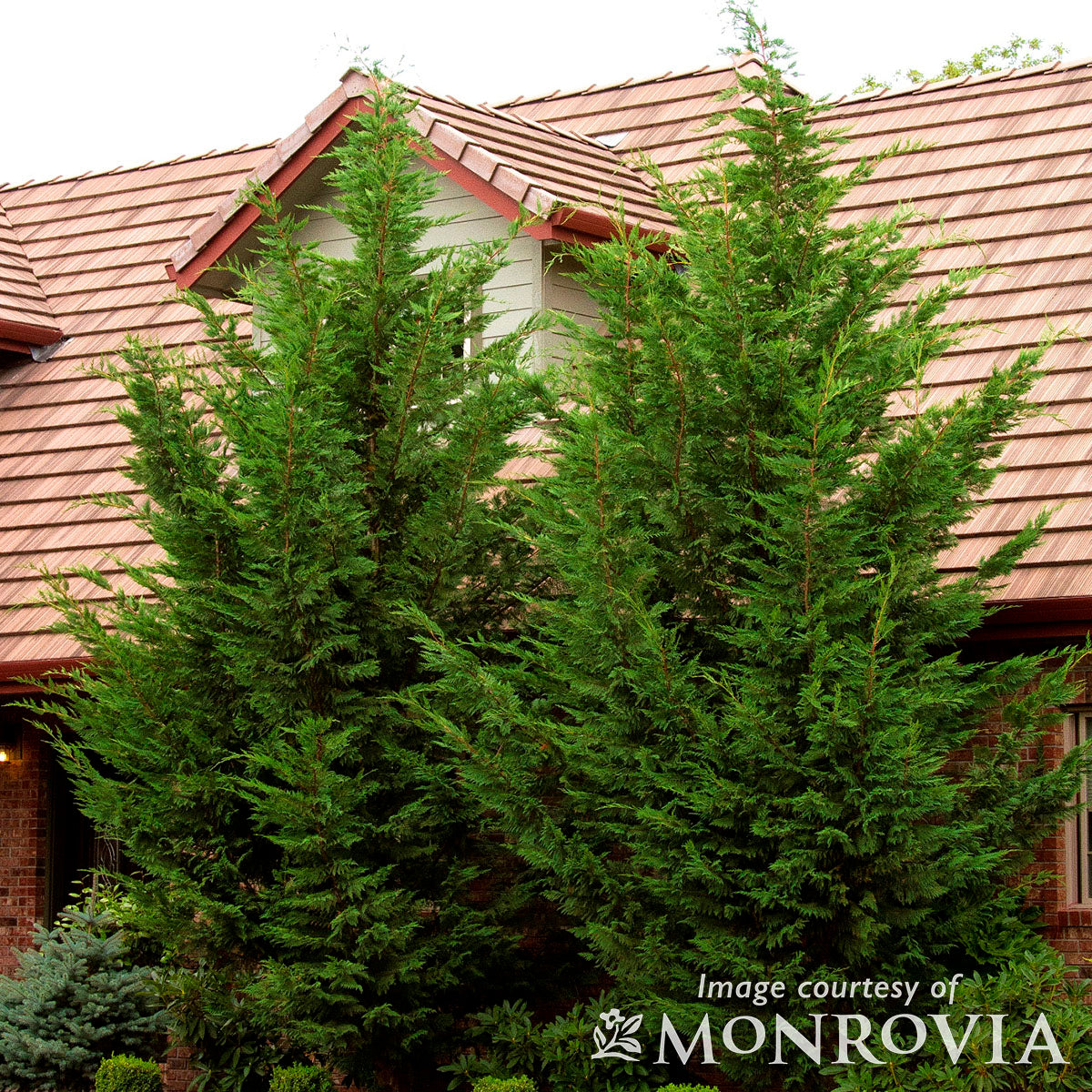 Cupressocyparis l. Emerald Isle 5gal Leyland Cypress