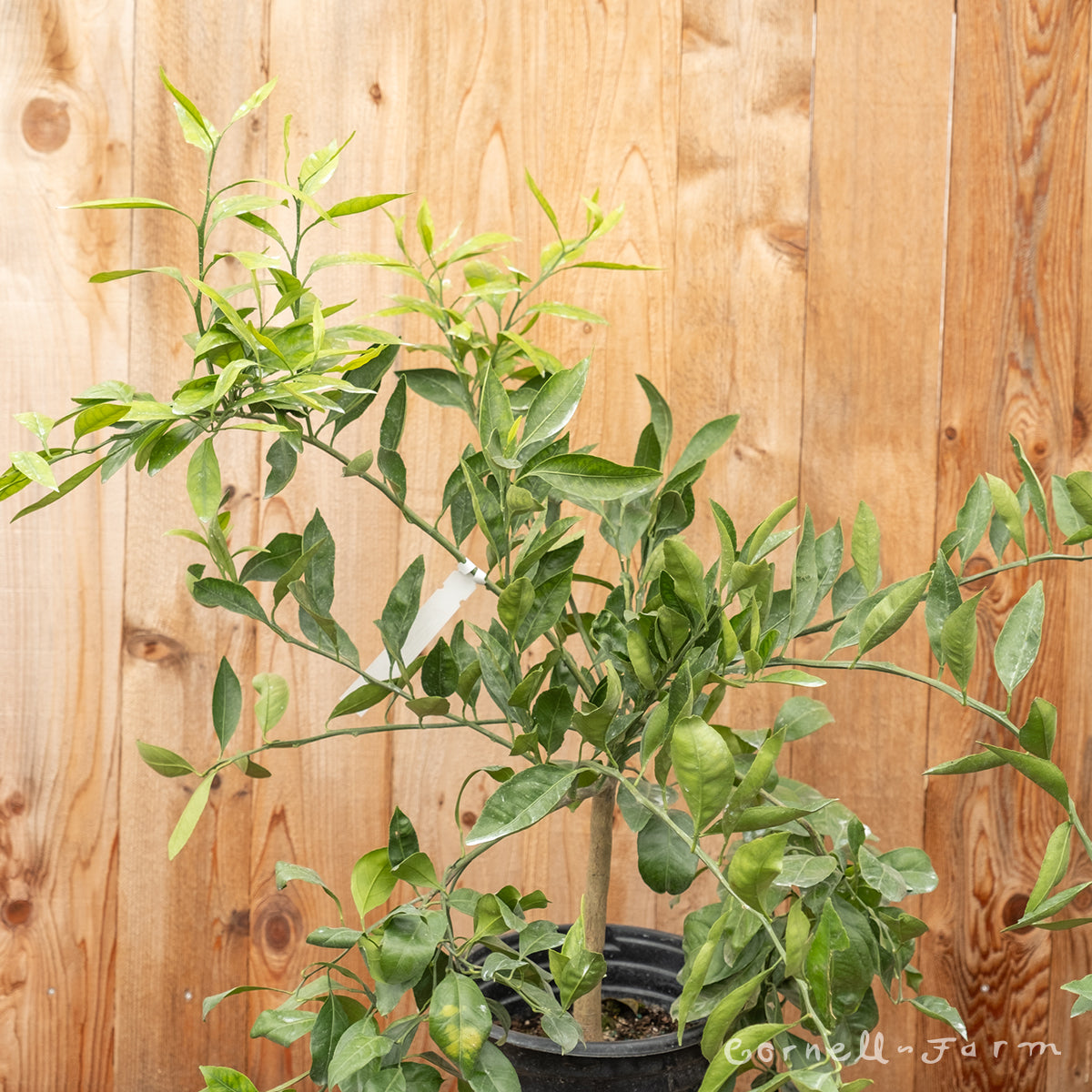 Citrus undhiu Frost Owari 5gal. Satsuma Mandarin