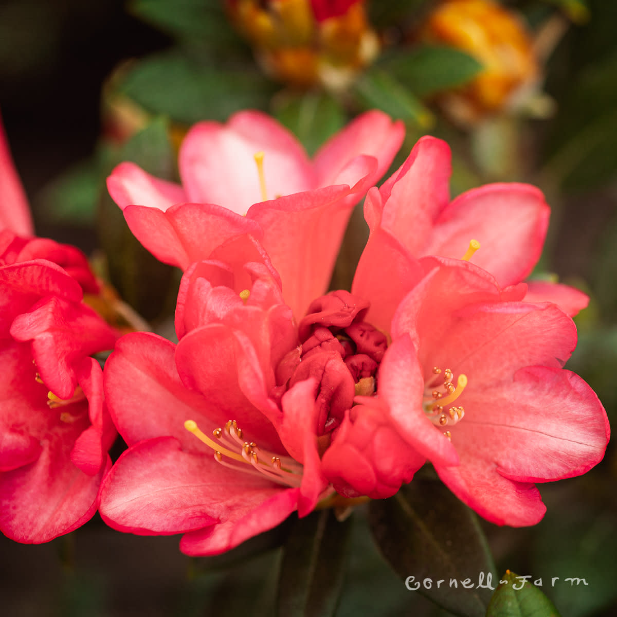 Rhododendron Yummy Yak 2gal