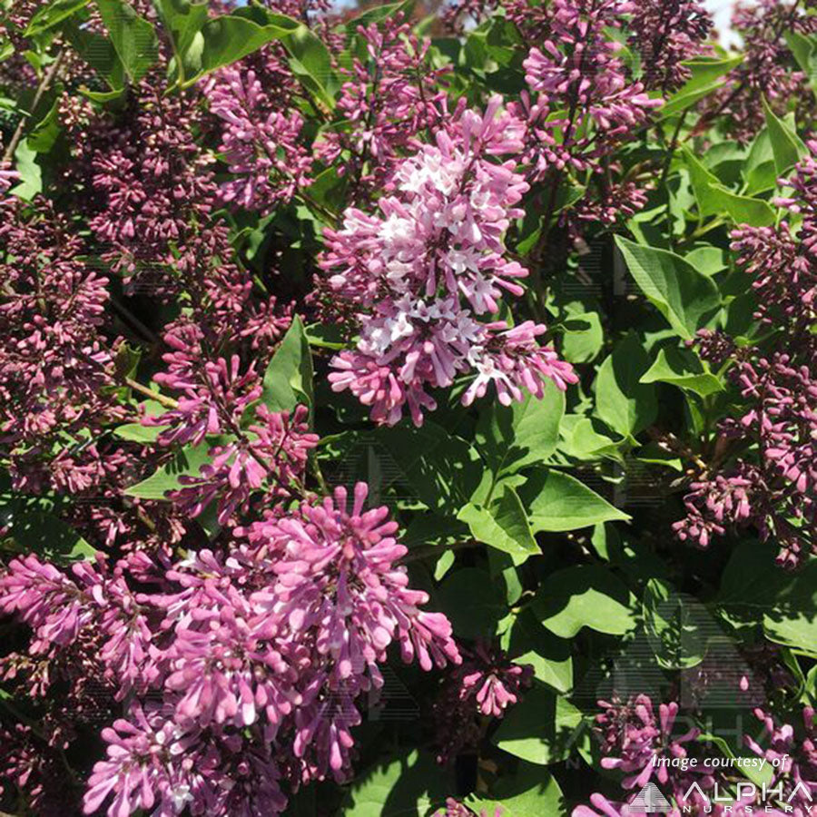 Syringa patula Miss Kim 5gal PT Lilac lavender