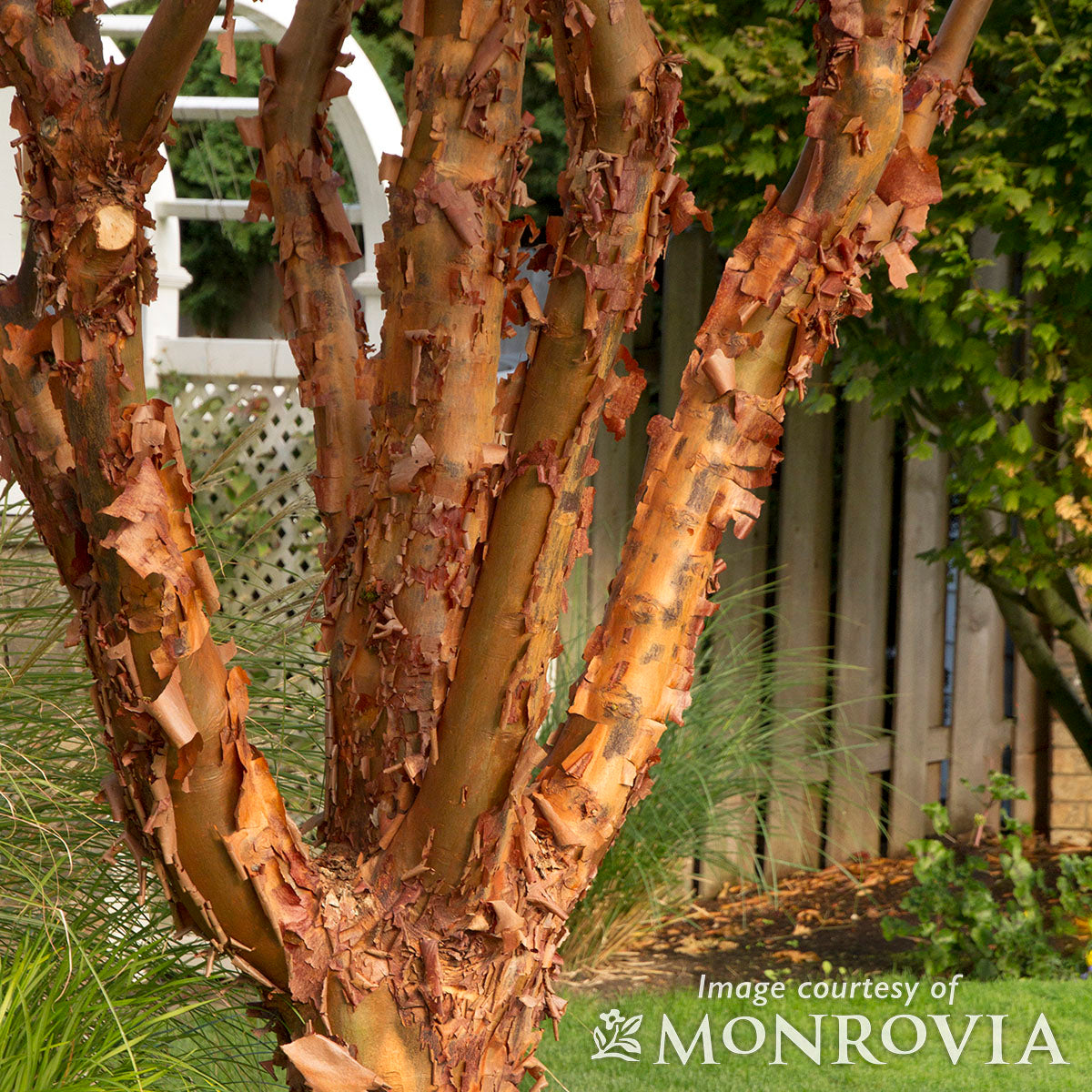 Acer griseum 5gal Paperbark Maple